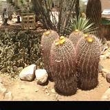 cactus in pots ideas planting for broken gardening you